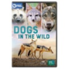 Dogs_in_the_wild