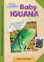 Baby_iguana