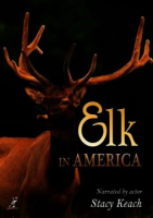 Elk_in_America
